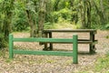 Composition with bench in green light forest