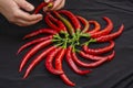 Composition of big organic red chili pepper, hands of young woman