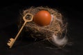 composition with bird nest Royalty Free Stock Photo