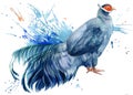 composition with a bird, a pheasant in the grass on a white background, watercolor illustration, colorful bird Royalty Free Stock Photo