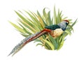 composition with a bird, a pheasant in the grass on a white background, watercolor illustration, colorful bird Royalty Free Stock Photo