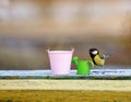 composition with bird tit flew on a bench with garden tools watering cans and buckets on a spring day Royalty Free Stock Photo