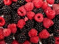 Composition of black and red raspberries