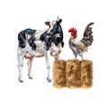 A composition of a black and white cow and a gray rooster on a golden haystack. For postcards, textiles, booklets, banners,