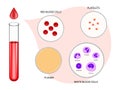 Composition of blood diagram 