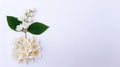 Composition of blooming flowers on a white background. Jasmine branch growing out of the circle of jasmine buds. Summer concept Royalty Free Stock Photo