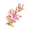 Composition with blossoming lilies. Hand draw watercolor illustration