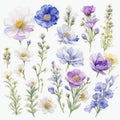 composition of blue pink purple anemones and other flowers on a white background Royalty Free Stock Photo