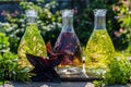 A composition of bottles with rosemary, thyme, basil oil on a blurry background. Rosemary, basil, thyme oil fry in olive oil Royalty Free Stock Photo