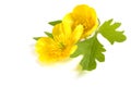 Composition of bright yellow flowers with a leaf of greenery on a white background, isolate, close-up. The concept of summer or Royalty Free Stock Photo