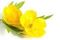 Composition of bright yellow flowers with a leaf of greenery on a white background, isolate, close-up. The concept of summer or Royalty Free Stock Photo