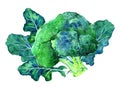 Composition with broccoli cabbage and leaves. hand drawn watercolor illustration