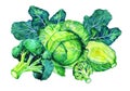 Composition with broccoli, white cabbage and leaves. Group of vegetables. Hand drawn watercolor illustration