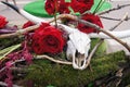 Composition of a bull skull, red roses, branches