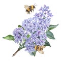 Composition of a bumblebees on a lilac flower. Watercolor botanical illustration. Hand drawn clipart isolated on a white Royalty Free Stock Photo