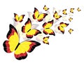 The composition of butterflies