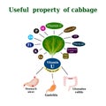 The composition of the cabbage. Useful properties Cabbage. Cabbage treats gastrointestinal tract. Gastritis. Gastric