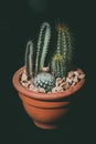 Composition with cacti in an earthen pot Royalty Free Stock Photo