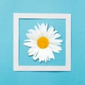 Composition camomile in a frame on a blue background. Creative design. Royalty Free Stock Photo