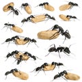 Composition of a Carpenter ant, Camponotus vagus Royalty Free Stock Photo