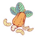 Composition with cashew nuts, fruit and leaves. Hand drawn outline vector sketch illustration Royalty Free Stock Photo
