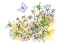 Composition of chamomile, yarrow, medicinal plants, watercolor splash illustration isolated on white. Purple, yellow