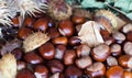 A composition of chestnuts and cone and leaves Royalty Free Stock Photo