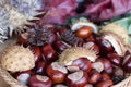 A composition of chestnuts and cone and leaves Royalty Free Stock Photo