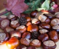 A composition of chestnuts and cone and leaves Royalty Free Stock Photo