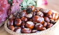 A composition of chestnuts and cone and leaves Royalty Free Stock Photo