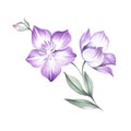 The composition of Clematis. Hand draw watercolor illustration.