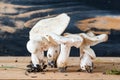 Composition with Clitocybe robusta on wooden background