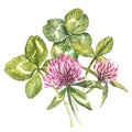 A composition of clover red flowers and leaves - a quatrefoil and a shamrock. Watercolor botanical illustrations. Happy