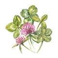 A composition of clover red flowers and leaves - a quatrefoil and a shamrock. Watercolor botanical illustrations. Happy Royalty Free Stock Photo