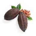 Composition with cocoa pods on white background Royalty Free Stock Photo