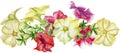 Composition of color petunia flowers. Watercolor illustration