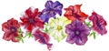 Composition of color petunia flowers. Watercolor illustration