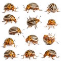 Composition of Colorado potato beetles