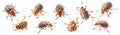 Composition of Colorado potato beetles, striped spearman, lined potato beetle or the potato bug, Leptinotarsa decemlineata,