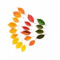 Composition of colored autumn leaves isolated on white background. Gradient of colorful leaves, yellow, red, green. Top view, flat Royalty Free Stock Photo