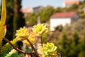 Composition of colorful succulent plants in sunny day against the background of a summer landscape. Multicolored sedum