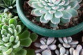 Composition of colorful varieties of succulents with thick funny leave, close-up