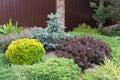 Composition of coniferous and decorative plants.Concept of selectionYellow globular thuja, burgundy pygmy barberry and blue spruce