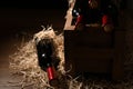 Composition with crate and of wine on wooden table