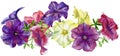 Composition of cute petunia flowers. Watercolor illustration