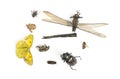 Composition with dead insects, isolated