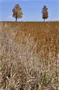 Composition of detached trees on a hill.  perfect as wallpaper Royalty Free Stock Photo