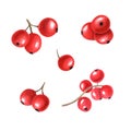 Composition of different bunch of red berries. Fresh juicy cranberries, currants, cowberries, rowan berry, holly berries.