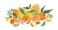 Composition of different tropical citrus fruits. Fresh juicy orange, lemon, bergamot, grapefruit, lime, mandarin Royalty Free Stock Photo