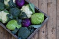 Composition from different varieties of cabbage on wooden background. Cauliflower, kohlrabi, broccoli, white head cabbage. Organic Royalty Free Stock Photo